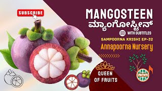 ರುಚಿ ರುಚಿಯಾದ ಮ್ಯಾಂಗೋಸ್ಟೀನ್  Delicious Mangosteen  Sampoorna Krishi [upl. by Nivlad]