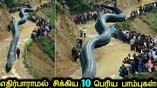 சமீபத்தில் கண்டுபிடிக்கபட்ட நடுங்கவைக்கும் 10 மிகப்பெரிய பாம்புகள்  Unbelievable Giant Snakes [upl. by Amberly]