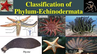 Classification of Echinodermata  Echinodermata Classification  Class Asteroidea [upl. by Marnie]