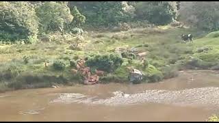 Tigers gang drinking water near river Sholur near Ooty [upl. by Shing]