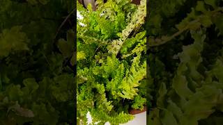 Propagating ferns propagation gardeing [upl. by Zorina430]