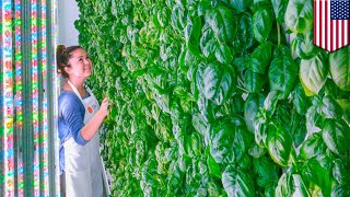 Vertical farming Plenty receives 200 million investment from tech giants  TomoNews [upl. by Bravar]