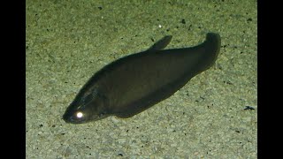 Bronze Featherback knifefish [upl. by Carlson]