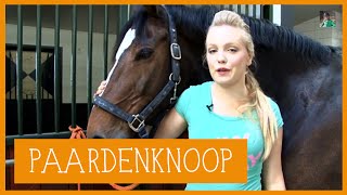 Paardenknoop  PaardenpraatTV [upl. by Hsaka]