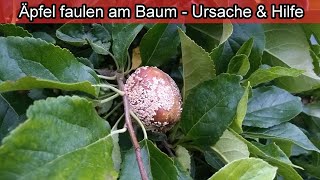 Äpfel faulen am Baum  was tun gegen Monilia Apfelfäule – Pilz am Apfelbaum  Apfel Krankheiten [upl. by Ocsic]