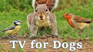 Videos for Dogs To Watch  Dog TV Videos of Birds and Squirrels for Separation Anxiety [upl. by Anayit]