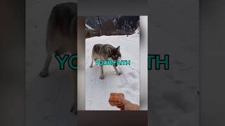 WHOLESOME ANIMAL MOMENTS❤️‍🩹🥲 AleVik Shorts shorts viralvideo [upl. by Ahselak]