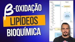 BetaOxidação Lipídica Como os lipídeos entram no ciclo do ácido cítrico Da digetão à mitocondria [upl. by March148]