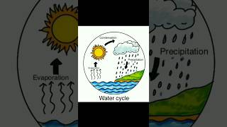 Water Cycle Drawing and Coloring drawing easy mostpopular science scienceproject art [upl. by Lau]