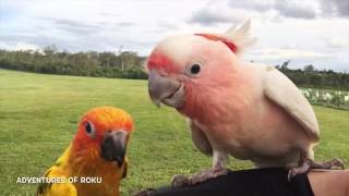 Cockatoo Quaker Sun Conure amp Macaw Free Flight [upl. by Ludlew590]