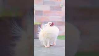 🎥🌸🤍 su actitud siempre es increíble y cómo de cachorros en los pomeranian 🌸🤍 [upl. by Waring]