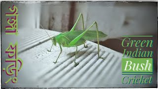 Katydid  Green Long Horned Grasshopper  Indian Bush Cricket  Tettigonia viridissima গঙ্গাফড়িং [upl. by Dnomrej489]