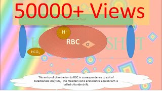 Chloride Shift Hamburger phenomenonAnimation RESPIRATORY SYSTEMsimple and clear [upl. by Ditzel]