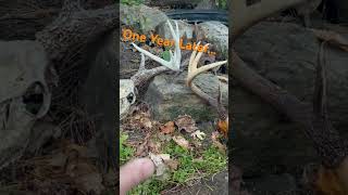 Buried Deer Skulls skull antlers rack deer deerhunting archery archeryhunting [upl. by Nerol41]