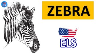 Zebras look like little horses short topic  english school elementary level A1 [upl. by Now13]