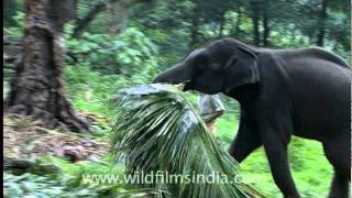 Elephant Camp in South india [upl. by Na683]