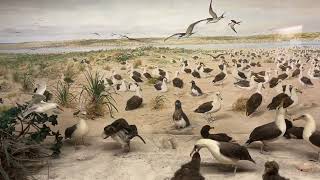 Laysan Island Cyclorama Incredible Bird Exhibit at University of Iowa Natural History Museum [upl. by Cassandre65]