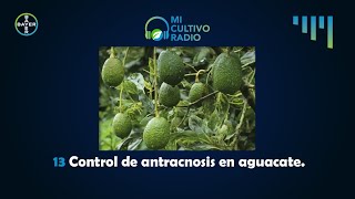 EPISODIO 13 Control de antracnosis en aguacate [upl. by Michiko]