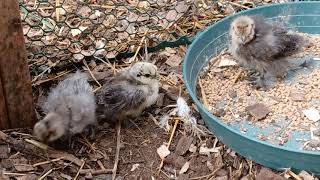 Baby silkies  Chickens 🐔 [upl. by West]