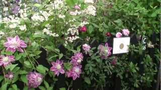 Clematis Josephine [upl. by Mario]