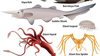 deep ocean creatures deep ocean mysteries why deep sea creatures are big creature facts [upl. by Htebizile947]