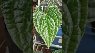 Anthurium luxurians anthurium anthuriumluxurians [upl. by Frisse]