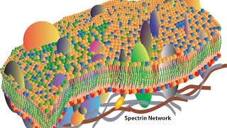 Cell membranes [upl. by Pirri]