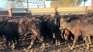 Ac ‘PA STOCKWELL’ Corryong  24 Angus Steers Vendor Bred Yard Weaned 1012 Months Grass Assured [upl. by Moselle]