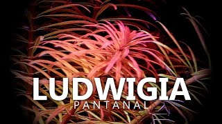 Ludwigia Pantanal [upl. by Rotman]