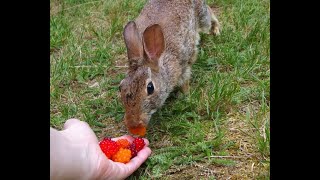 mama Peanut LOVES salmonberries [upl. by Letnom272]