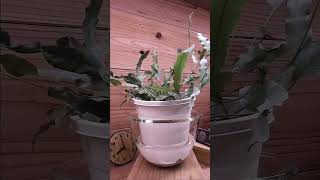 bottom watering plants 5 hours in 7 seconds timelapse indoorplants bottomwatering [upl. by Dnesnwot]