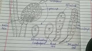 Development of Carposporophyte in Polysiphonia Germination of Carpospore in Polysiphonia [upl. by Ylime]