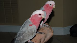 How I Tell My Two Galahs Apart  Bondi amp Bandit [upl. by Lenard]