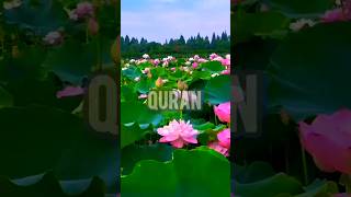 Suratul fateha urdu translation shorts quran suratulfatiha [upl. by Pernick]