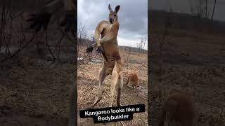 Kangaroo flexing his muscles💪 funnyanimals kangaroo bodybuilding [upl. by Htrap867]