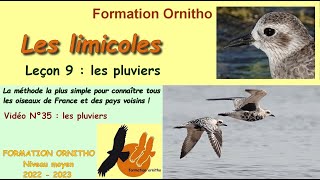 Oiseaux de France 35  Limicoles 9  les pluviers [upl. by Deland571]