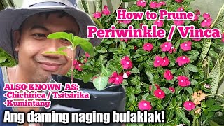 How to Prune PeriwinkleVincaChichiricaKumintang [upl. by Laynad376]