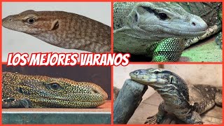 LA COLECCIÓN MÁS GRANDE DE VARANOS EN LATINOAMÉRICA 🦖🦖🦖 [upl. by Fifi]