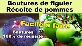 Comment réussir à 100 les boutures de figuier et récolte de pommes Délice dor [upl. by Oiludbo298]