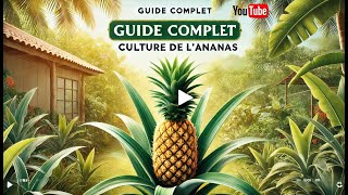 Comment Cultiver des Ananas chez Vous  Astuces et Conseils pour une Récolte Tropicale  🍍🌱quot [upl. by Lise]