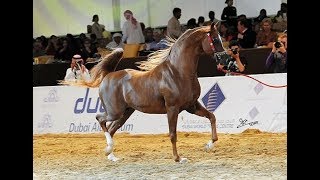 SPARTACUS TO  Qatar  International Arabian Horse Show 2016 [upl. by Elbon]