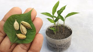 Grow cardamom from seeds  Grow Properly at home  Grow plants from seeds [upl. by Lorine241]