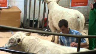 A guide on clipping and grooming of Charolais cattle [upl. by Gunn484]