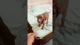 Dog Kharid Liya Jaye 😁 Ft Pitbull 🐶 minivlog ytshorts shorts trend dog [upl. by Llennahs]