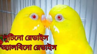 How to identify Albino amp Lutino Budgies অ্যালবিনো ও লুটিনো বাজরিগার চেনার উপায়। [upl. by Cocks]