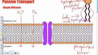 Bio B9  Simple Diffusion Passive Transport [upl. by Lecia643]