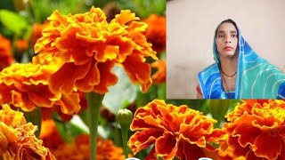 Yadav amita हैप्पी नवरात्रि पर्व 🌺🌺💯 [upl. by Leynwad]