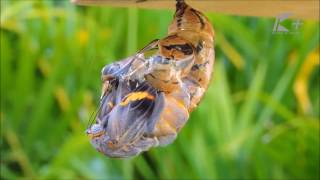 Metamorfose da borboleta  Crisálida para borboleta Brassolis sophorae [upl. by Pearce613]