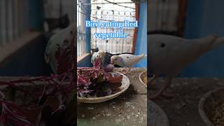 Budgies bird eating Red vegetable 🐥😲😲😲 [upl. by Akibma808]