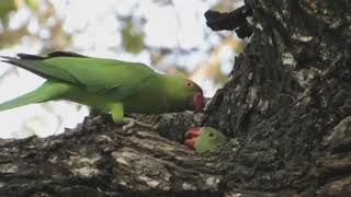 Best parrot mom female feeding babiesBabies hungry birdsBaby birdsFemale parrot feeding [upl. by Ru]